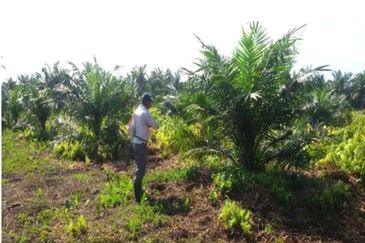 Perak Teluk Intan 3800 Acres Palm Oil Land for SALE🔥