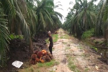 Perak Teluk Intan 3800 Acres Palm Oil Land for SALE🔥