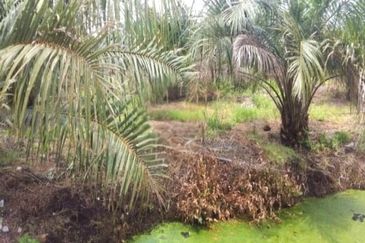 Perak Teluk Intan 3800 Acres Palm Oil Land for SALE🔥