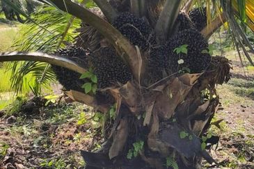 Perak Teluk Intan 3800 Acres Palm Oil Land for SALE🔥