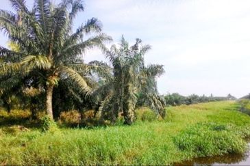 Perak Teluk Intan 3800 Acres Palm Oil Land for SALE🔥