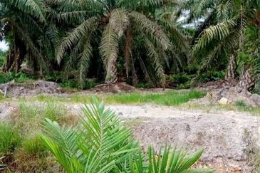 Perak Teluk Intan 3800 Acres Palm Oil Land for SALE🔥