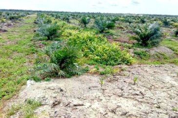 Perak Teluk Intan 3800 Acres Palm Oil Land for SALE🔥