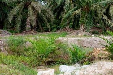 Perak Teluk Intan 3800 Acres Palm Oil Land for SALE🔥