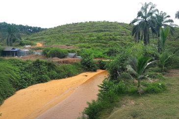 Perak Batu Kurau 28 Acres Orchard Farm Land for SALE‼️