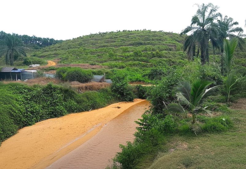 Perak Batu Kurau 28 Acres Orchard Farm Land for SALE‼️
