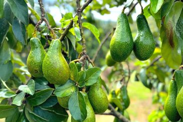 Perak Batu Kurau 28 Acres Orchard Farm Land for SALE‼️