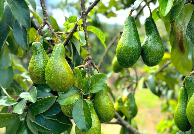 Perak Batu Kurau 28 Acres Orchard Farm Land for SALE‼️