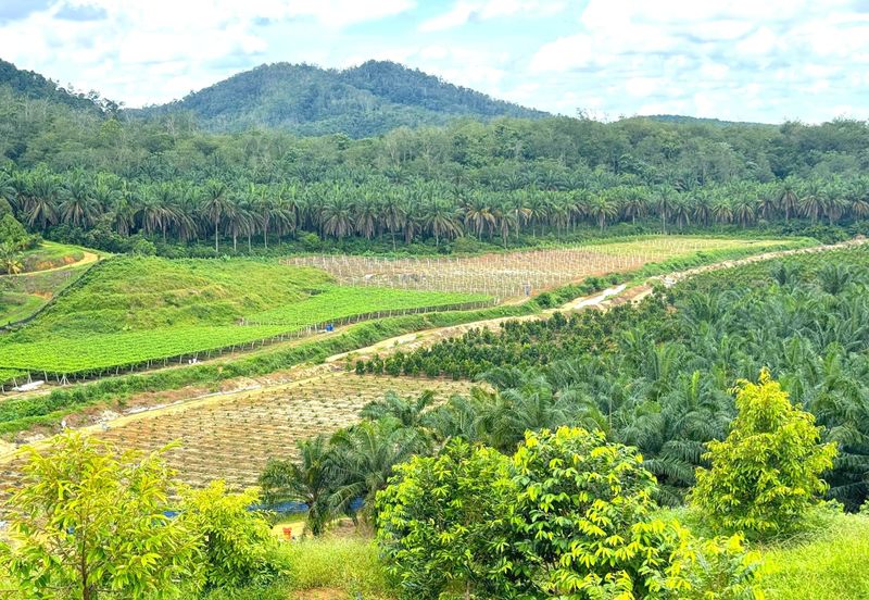 Perak Batu Kurau 28 Acres Orchard Farm Land for SALE‼️
