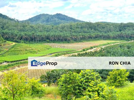 Perak Batu Kurau 28 Acres Orchard Farm Land for SALE‼️, Perak, Batu Kurau
