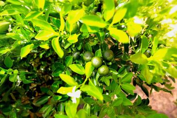 Perak Batu Kurau 28 Acres Orchard Farm Land for SALE‼️