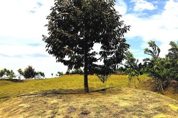 Perak Batu Kurau 28 Acres Orchard Farm Land for SALE‼️