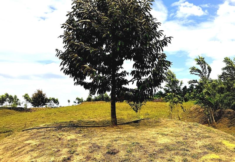 Perak Batu Kurau 28 Acres Orchard Farm Land for SALE‼️