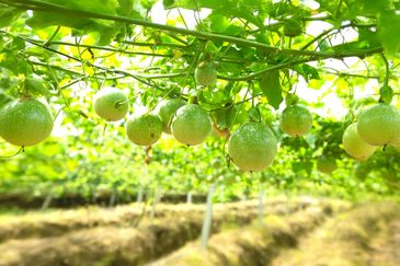 Perak Batu Kurau 28 Acres Orchard Farm Land for SALE‼️