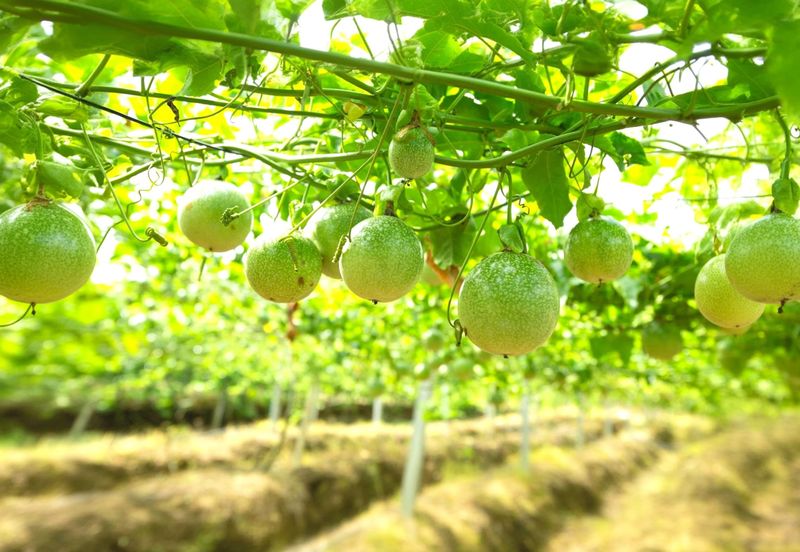 Perak Batu Kurau 28 Acres Orchard Farm Land for SALE‼️