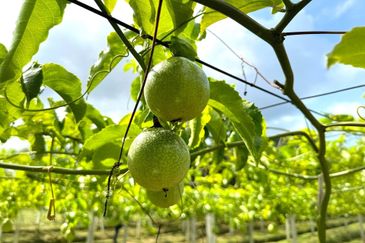 Perak Batu Kurau 28 Acres Orchard Farm Land for SALE‼️