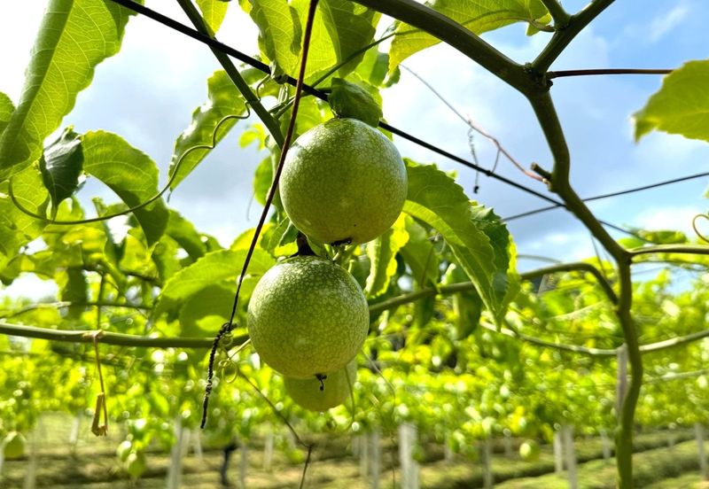 Perak Batu Kurau 28 Acres Orchard Farm Land for SALE‼️