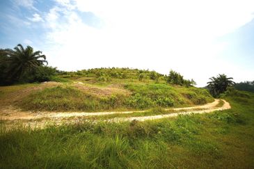 Perak Batu Kurau 28 Acres Orchard Farm Land for SALE‼️