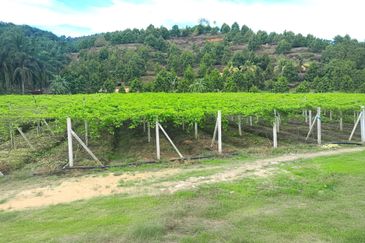 Perak Batu Kurau 28 Acres Orchard Farm Land for SALE‼️