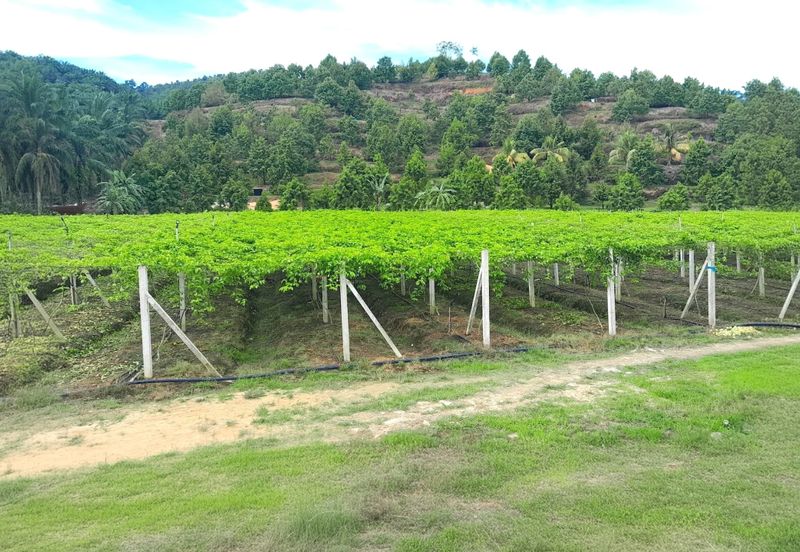 Perak Batu Kurau 28 Acres Orchard Farm Land for SALE‼️