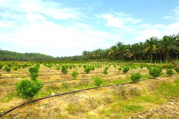 Perak Batu Kurau 28 Acres Orchard Farm Land for SALE‼️