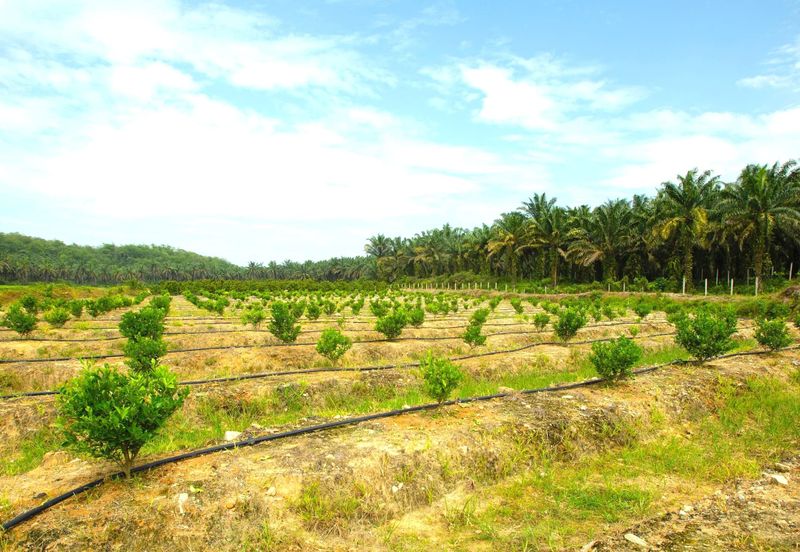 Perak Batu Kurau 28 Acres Orchard Farm Land for SALE‼️