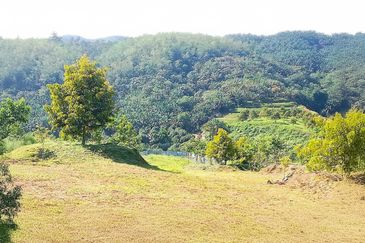 Perak Batu Kurau 28 Acres Orchard Farm Land for SALE‼️