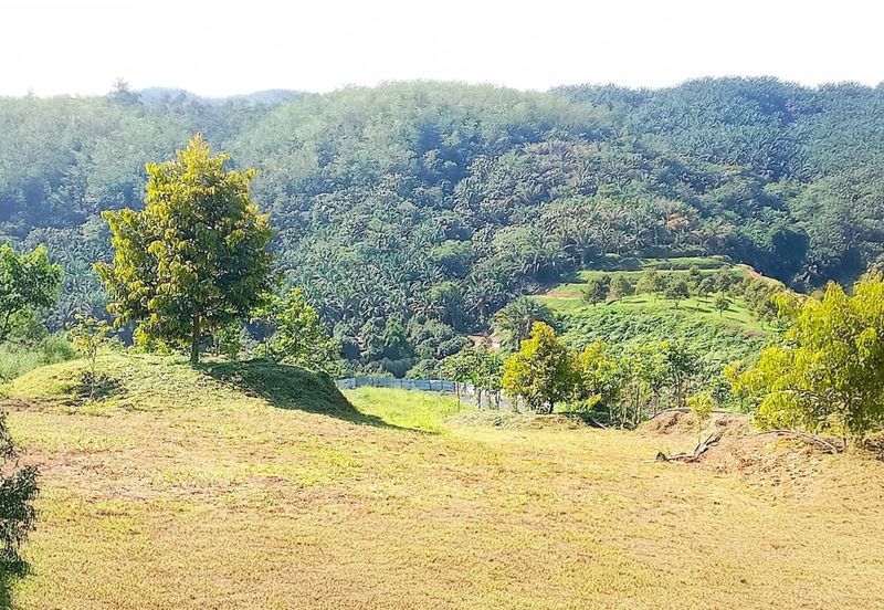 Perak Batu Kurau 28 Acres Orchard Farm Land for SALE‼️