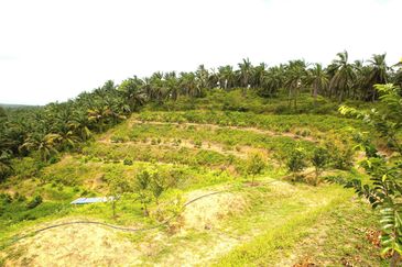 Perak Batu Kurau 28 Acres Orchard Farm Land for SALE‼️