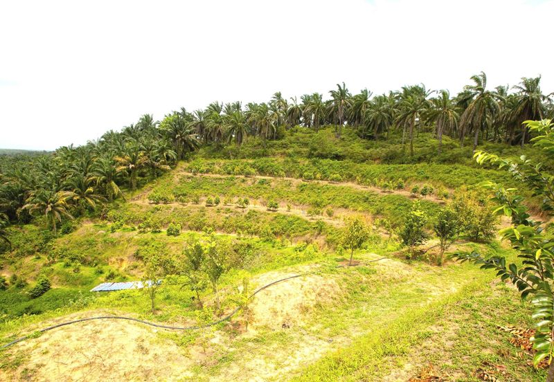 Perak Batu Kurau 28 Acres Orchard Farm Land for SALE‼️