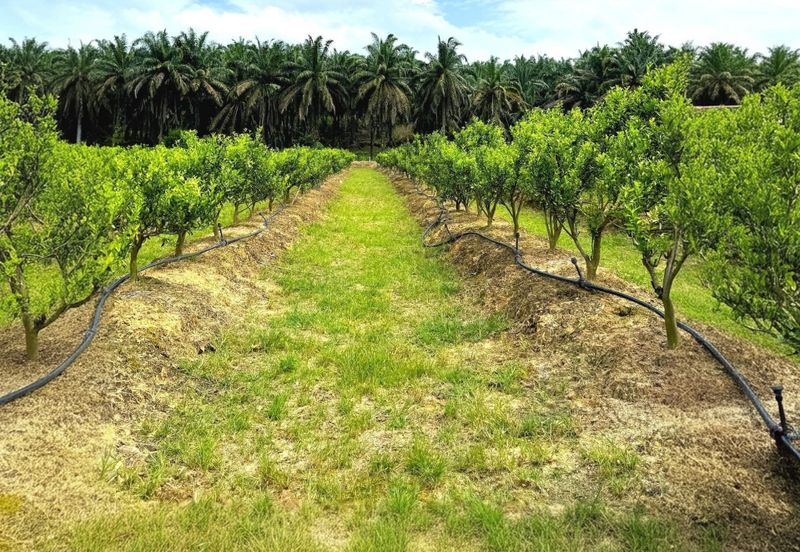 Perak Batu Kurau 28 Acres Orchard Farm Land for SALE‼️