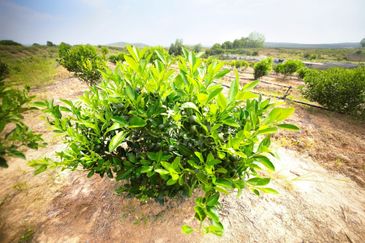 Perak Batu Kurau 28 Acres Orchard Farm Land for SALE‼️