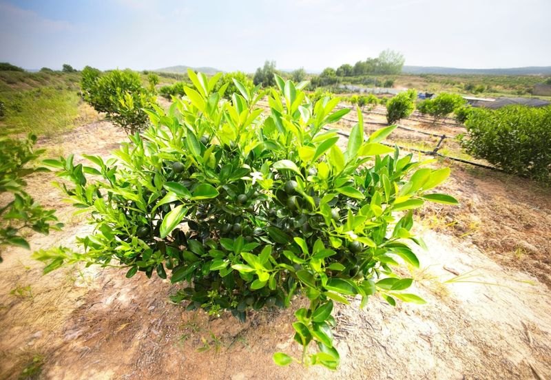 Perak Batu Kurau 28 Acres Orchard Farm Land for SALE‼️