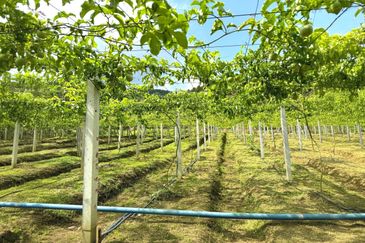 Perak Batu Kurau 28 Acres Orchard Farm Land for SALE‼️