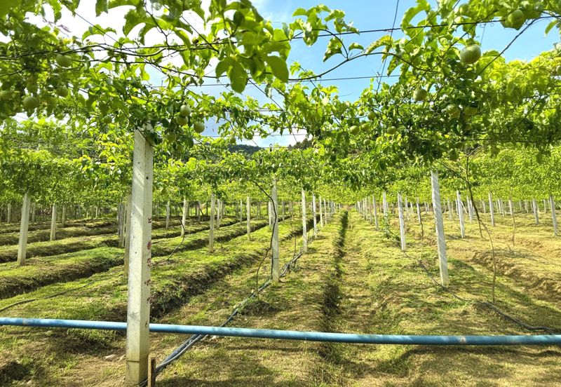 Perak Batu Kurau 28 Acres Orchard Farm Land for SALE‼️