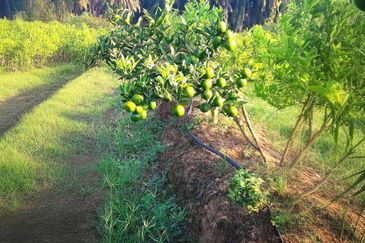 Perak Batu Kurau 28 Acres Orchard Farm Land for SALE‼️