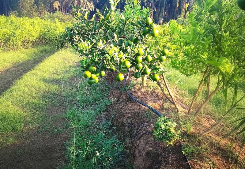 Perak Batu Kurau 28 Acres Orchard Farm Land for SALE‼️