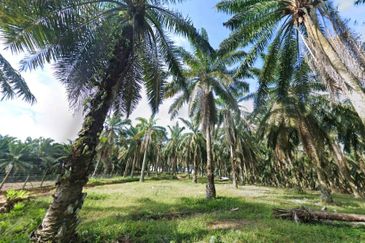 Seri Alam 31 Acres Development Land for SALE‼️