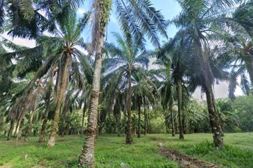 Seri Alam 31 Acres Development Land for SALE‼️