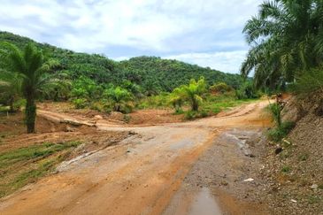 Kelantan Gua Musang Limau Kasturi 1051 Acres Palm Oil Land for SALE‼️