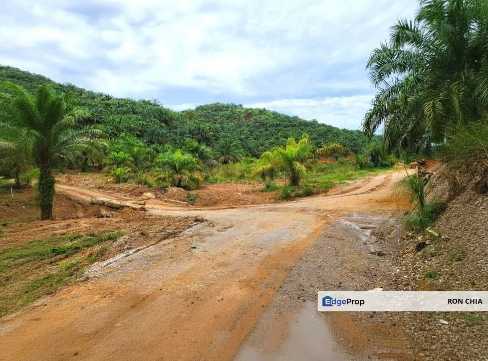 Kelantan Gua Musang Limau Kasturi 1051 Acres Palm Oil Land for SALE‼️, Kelantan, Gua Musang