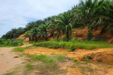 Kelantan Gua Musang Limau Kasturi 1051 Acres Palm Oil Land for SALE‼️