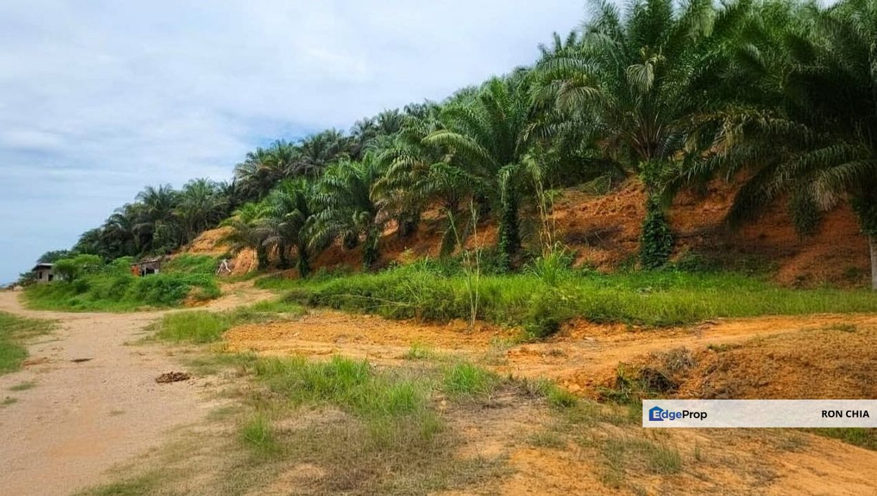 Kelantan Gua Musang Limau Kasturi 1051 Acres Palm Oil Land for SALE‼️, Kelantan, Gua Musang