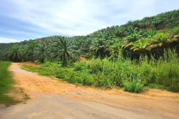 Kelantan Gua Musang Limau Kasturi 1051 Acres Palm Oil Land for SALE‼️