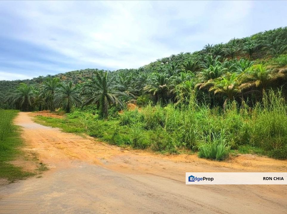 Kelantan Gua Musang Limau Kasturi 1051 Acres Palm Oil Land for SALE‼️, Kelantan, Gua Musang
