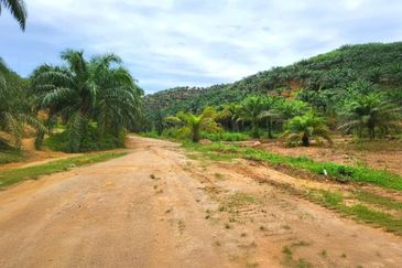 Kelantan Gua Musang Limau Kasturi 1051 Acres Palm Oil Land for SALE‼️