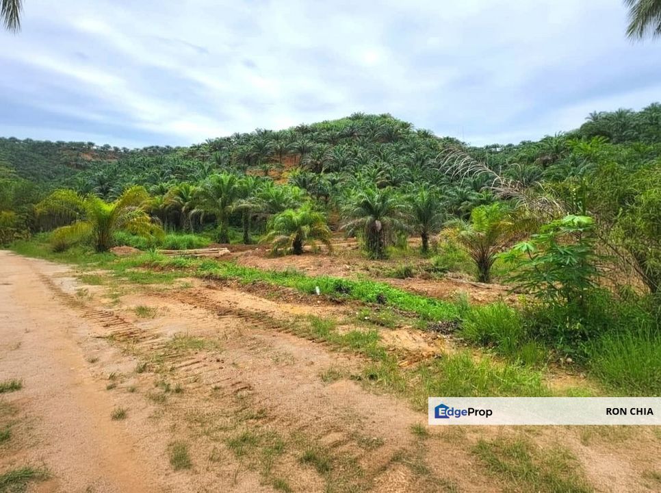Kelantan Gua Musang Limau Kasturi 1051 Acres Palm Oil Land for SALE‼️, Kelantan, Gua Musang