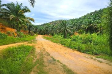 Kelantan Gua Musang Limau Kasturi 1051 Acres Palm Oil Land for SALE‼️