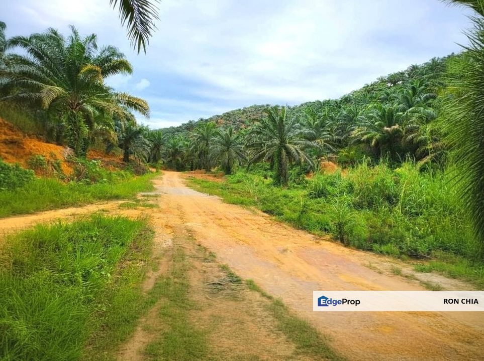 Kelantan Gua Musang Limau Kasturi 1051 Acres Palm Oil Land for SALE‼️, Kelantan, Gua Musang