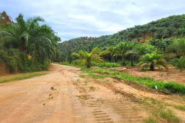Kelantan Gua Musang Limau Kasturi 1051 Acres Palm Oil Land for SALE‼️